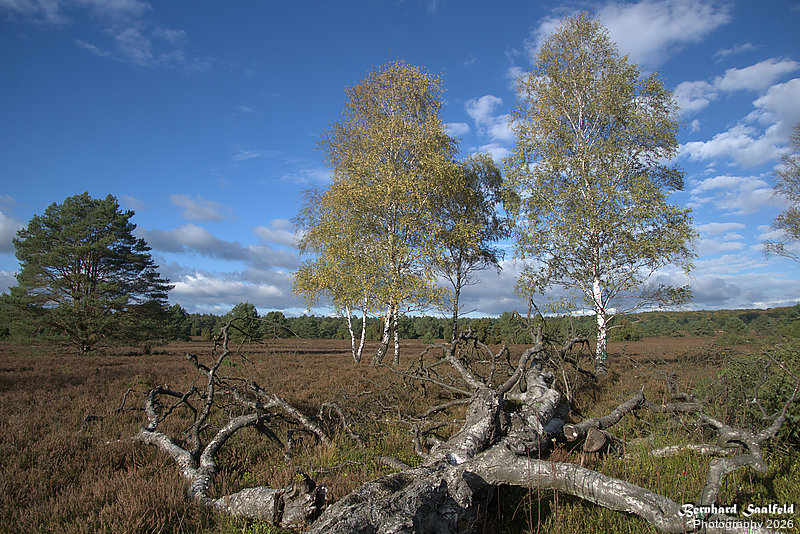 Bernhard Saalfeld - Lueneburger Heide 2026 (4v9)